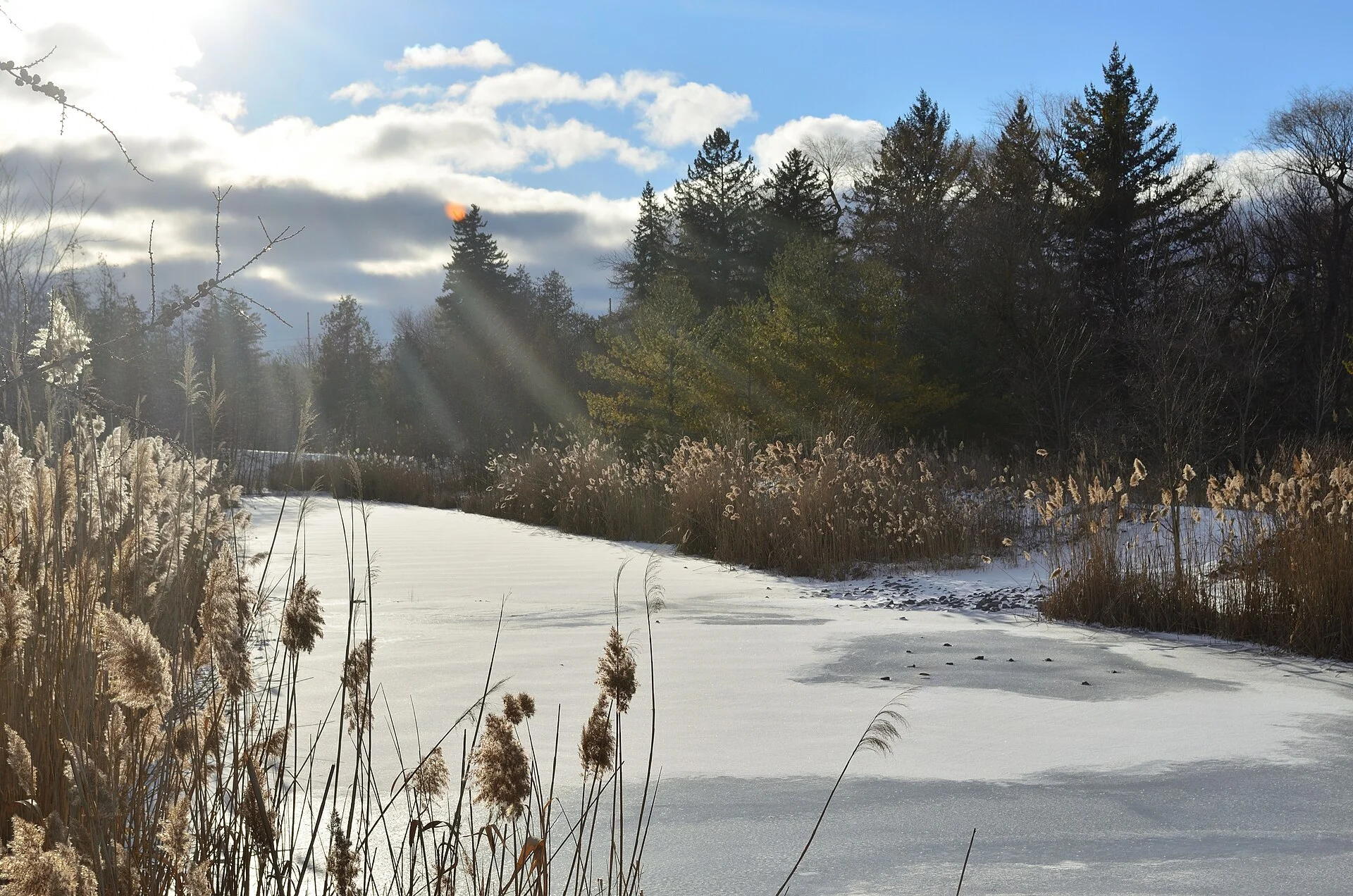 A frozen, snow-covered pond fringed with dry reeds and evergreens under a low winter sun in Markham