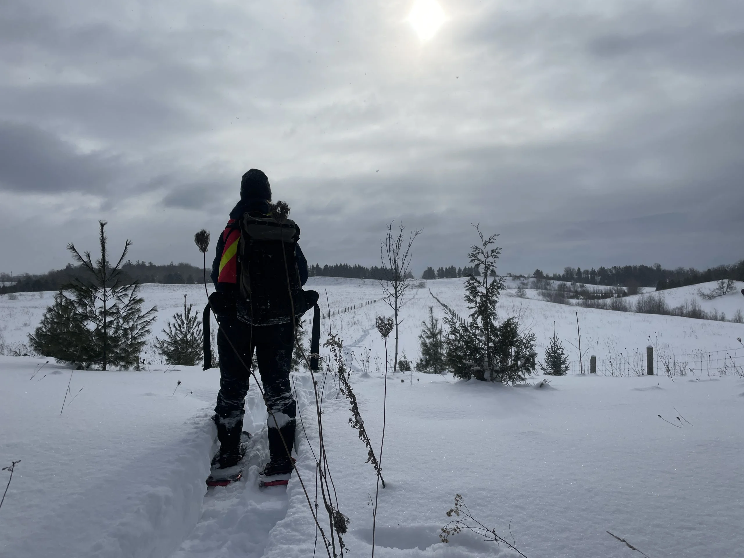 A Credit Valley Conservation field worker on snowshoes crosses a snow-covered field