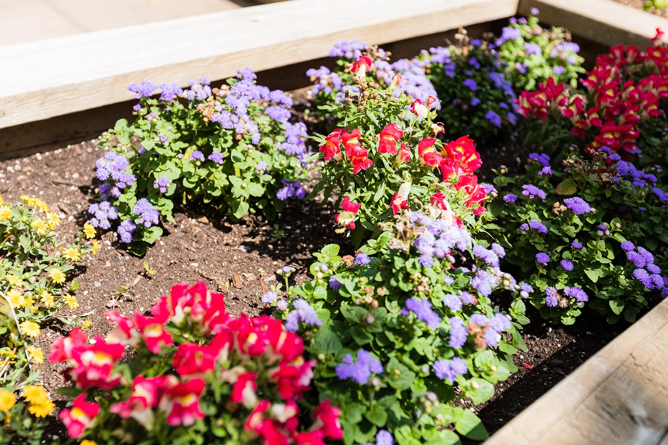 Raised garden beds of red snapdragons and purple flowers at Union Villa in Unionville