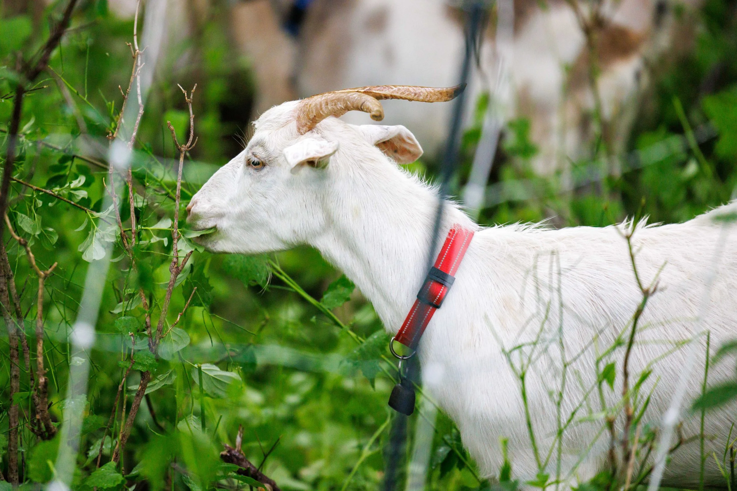 A goat grazes on leafy plants behind a fence in a Mississauga natural area