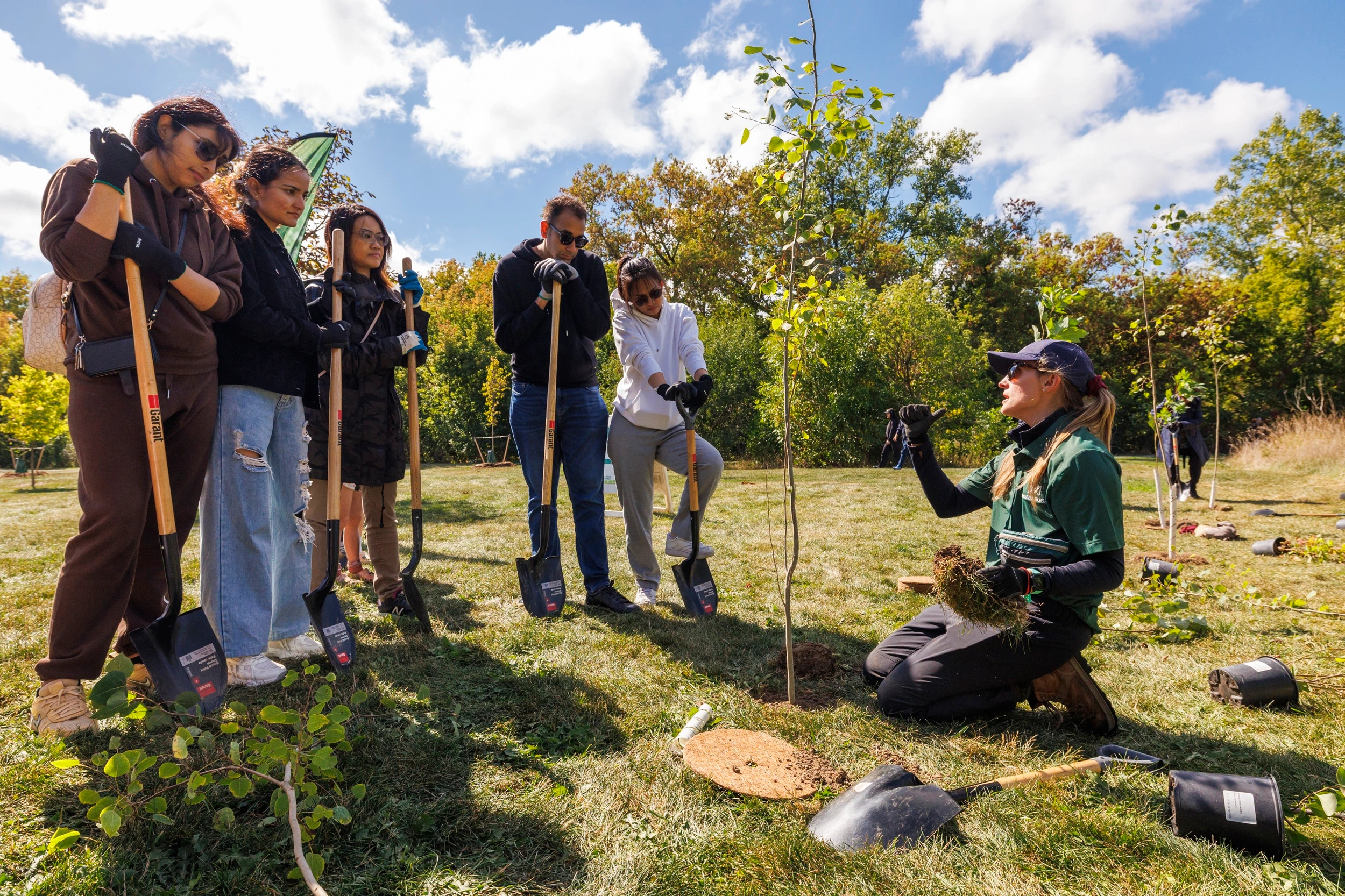 Volunteers plant young tree saplings in a Mississauga park in early autumn.