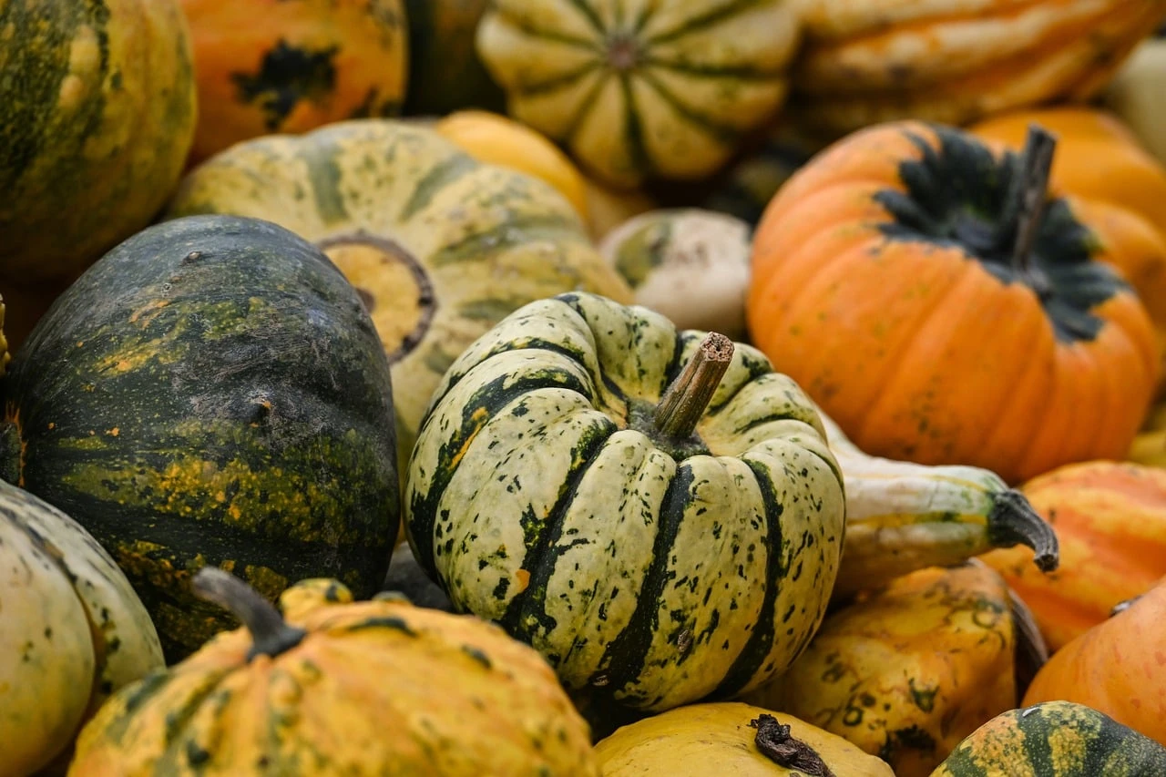 A community harvest event with tables of autumn vegetables and people mingling in a hall with fall colours outside.