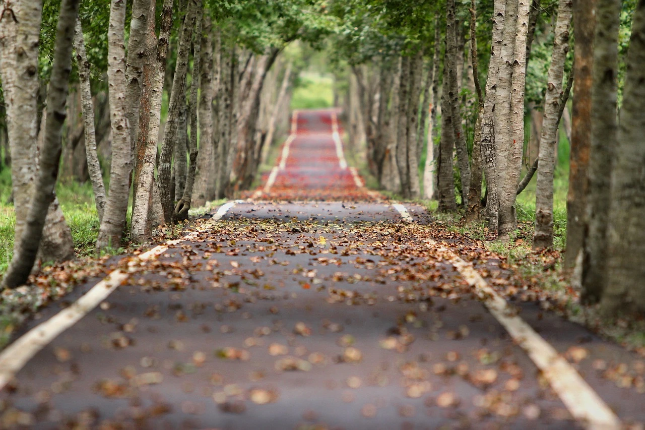 Autumn leaves along a residential street curb in an Ontario community