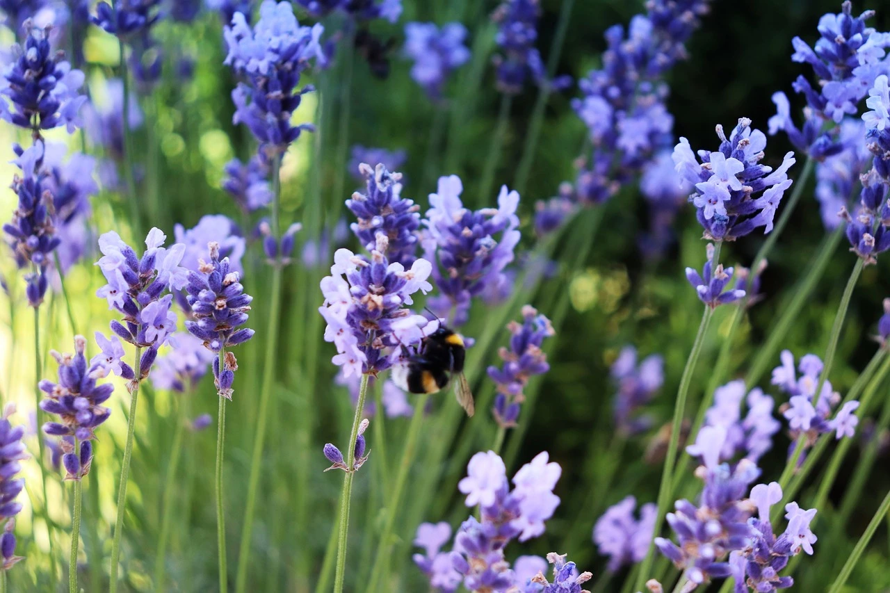 A bee hovering over wildflowers in a sunny tallgrass prairie meadow.