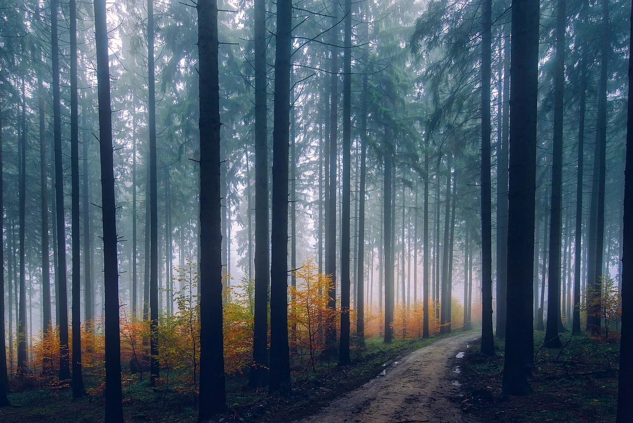 An autumn forest trail at dusk with fallen leaves and fallen trees across the path.