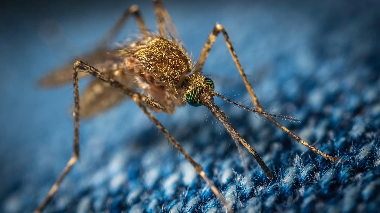 A mosquito resting on grass in a suburban backyard in summer.