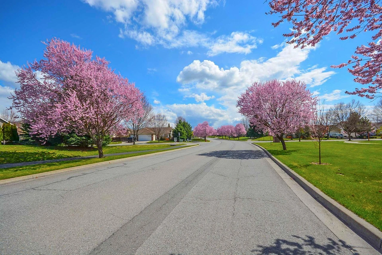 Illustration of a residential street in Niagara Region with homes, sidewalks and fresh spring foliage.