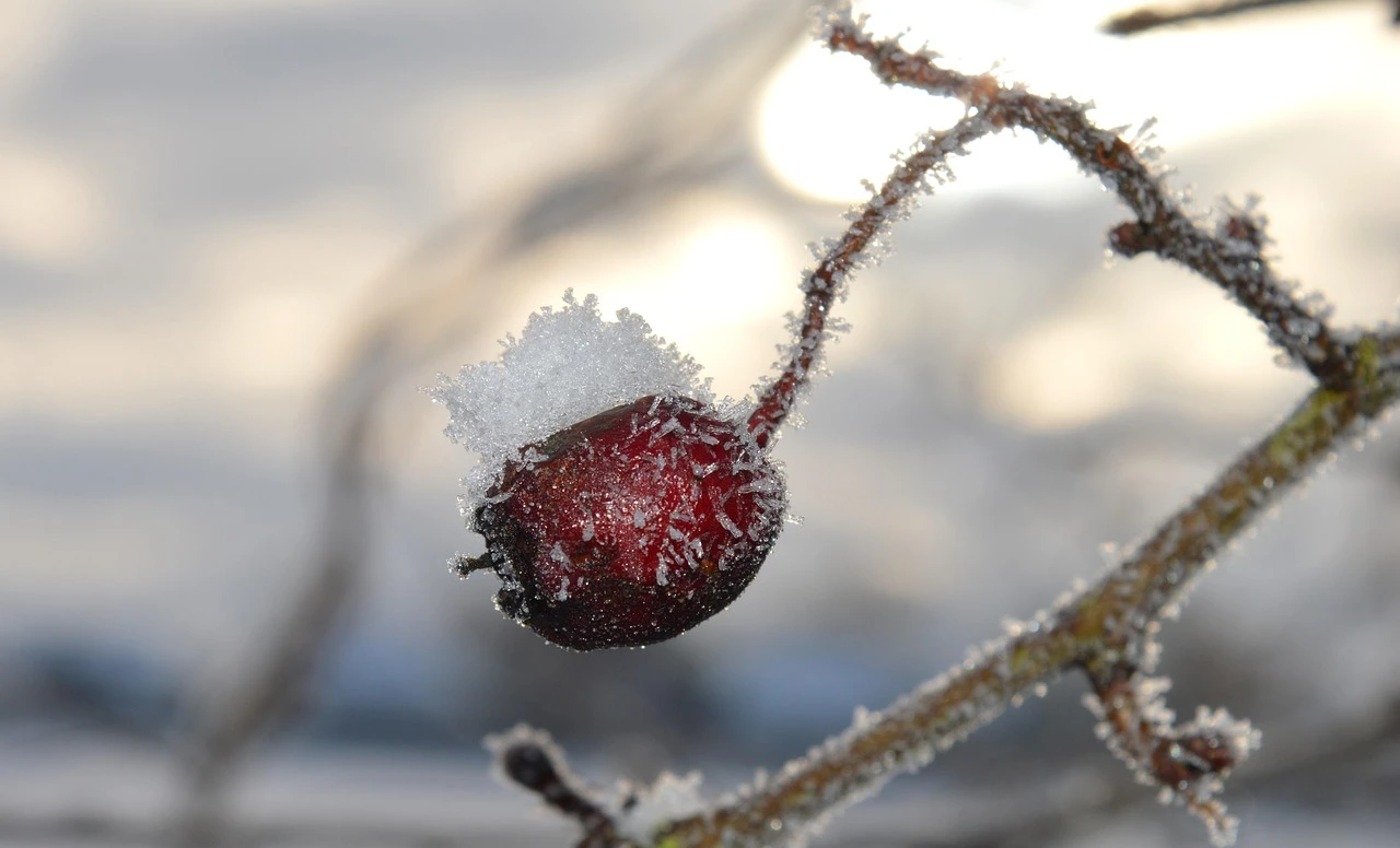 A frost-covered suburban backyard garden at dawn in autumn, with white frost on tomato plants and flowers near a wooden fence.