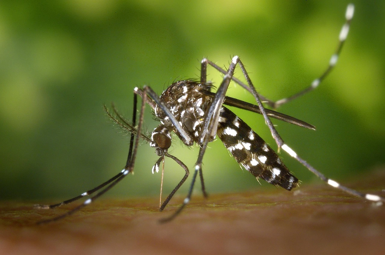 A mosquito resting on a leaf in a summer garden