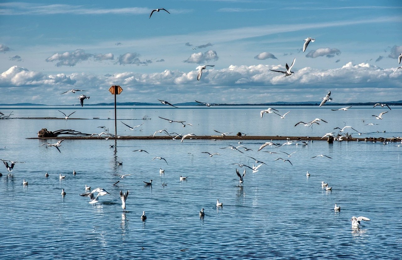 Autumn view of a coastal wetland with cattails and calm harbour water at a Lake Ontario bay.