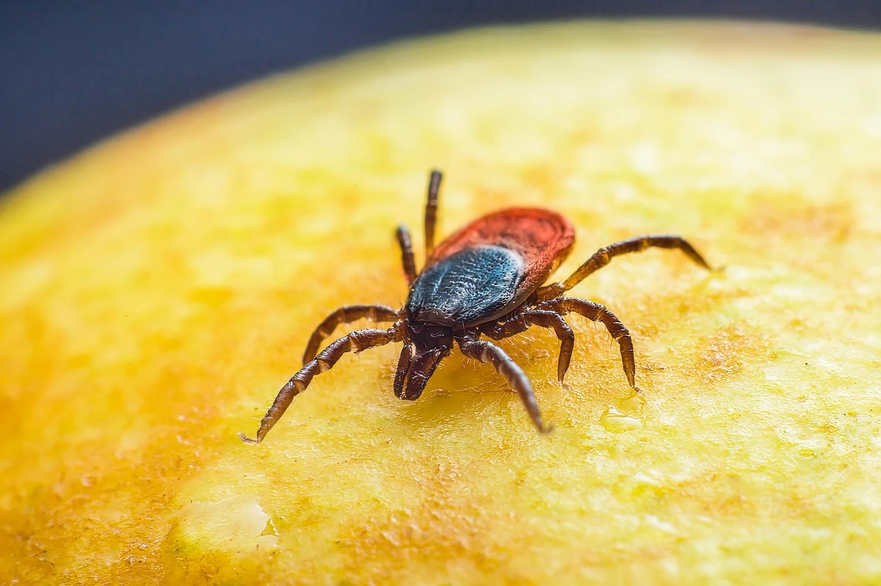 A small blacklegged tick clinging to a green leaf beside tall grass at the edge of a wooded trail in summer.