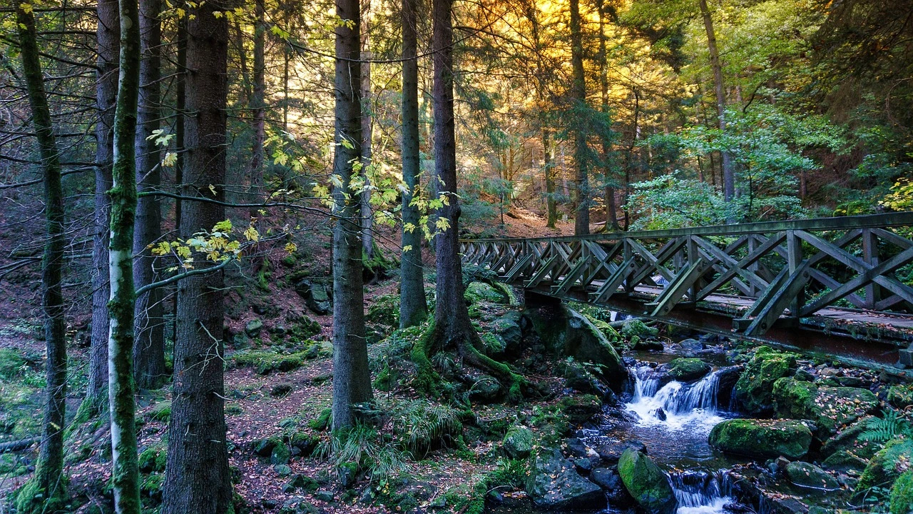 A waterfall surrounded by red and orange autumn trees along a hiking trail in a Niagara conservation area.