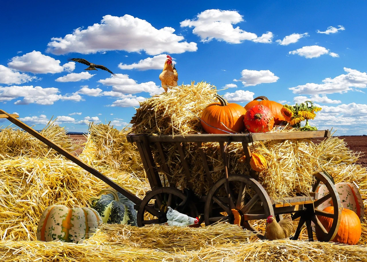 Pie pumpkins, hay bales and potted fall flowers arranged on a school lawn in autumn, with a school building blurred in the background.