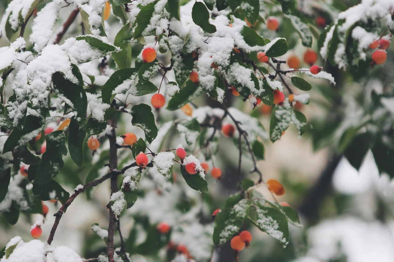 Frost-covered vegetable plants in a suburban backyard garden on a cold October morning.
