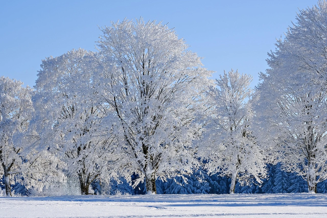 Frost covering garden plants and soil in a rural yard at sunrise, with autumn trees and fields in the background.