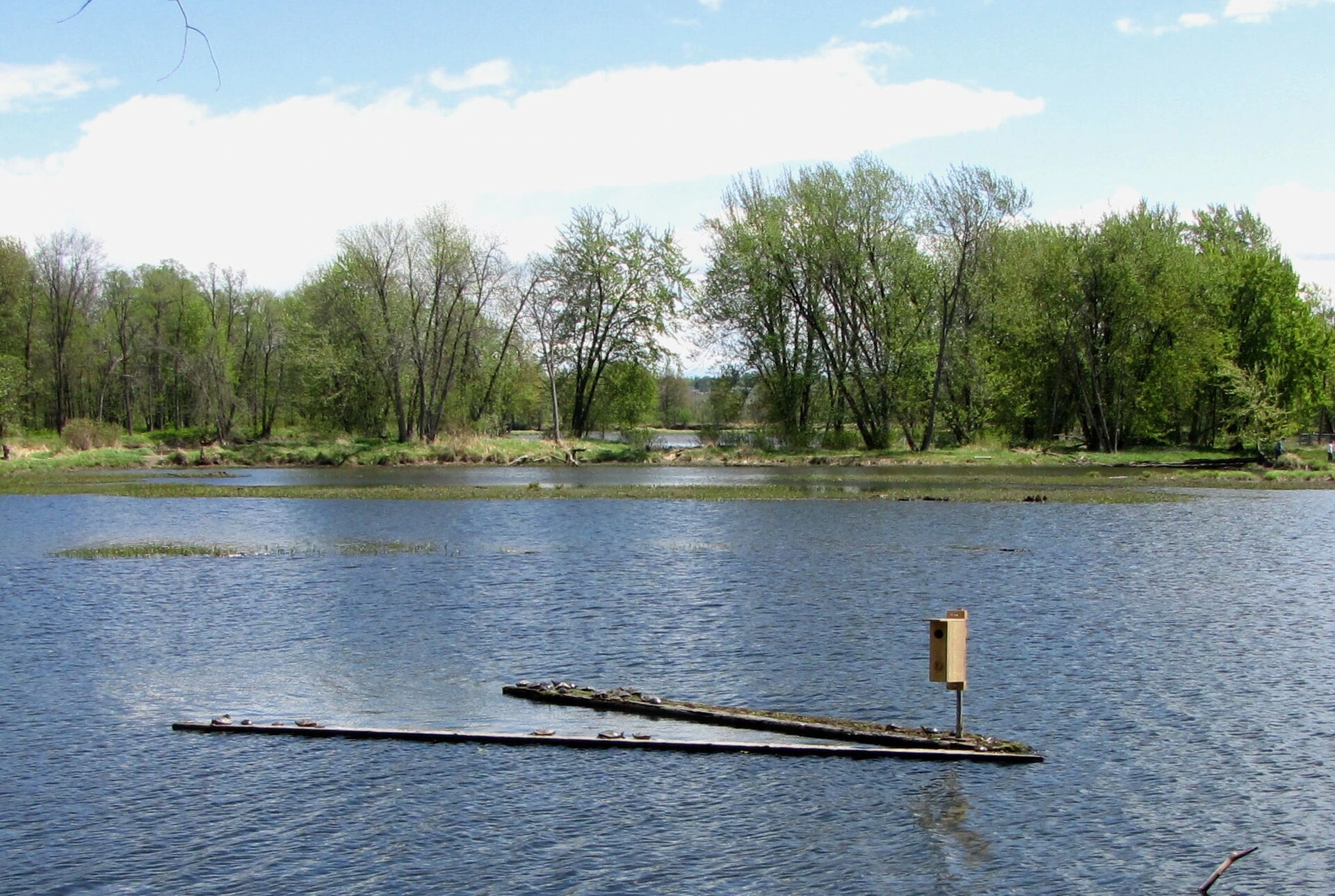 A public beach with sand, a roped-off swimming area and green trees along the water on a sunny summer day.