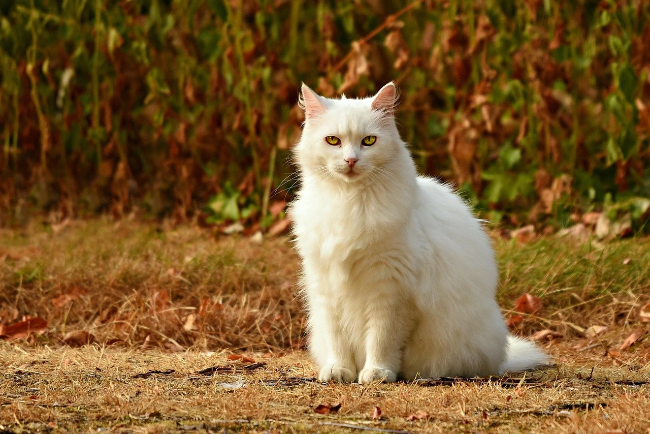 A close-up shot of a domestic cat sitting on a wooden floor near a sunlit window in a residential setting.