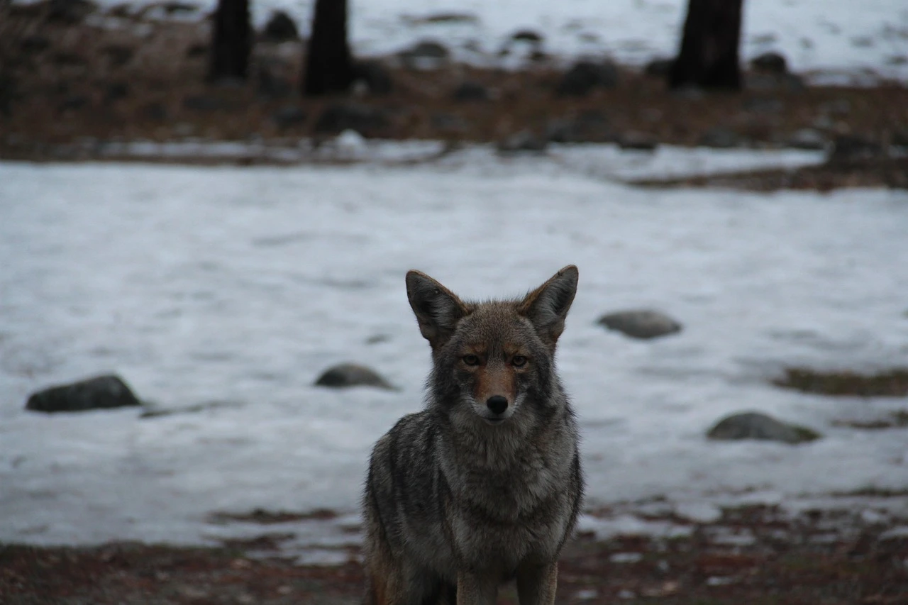 A coyote stands at the tree line of an empty suburban playground at dusk.