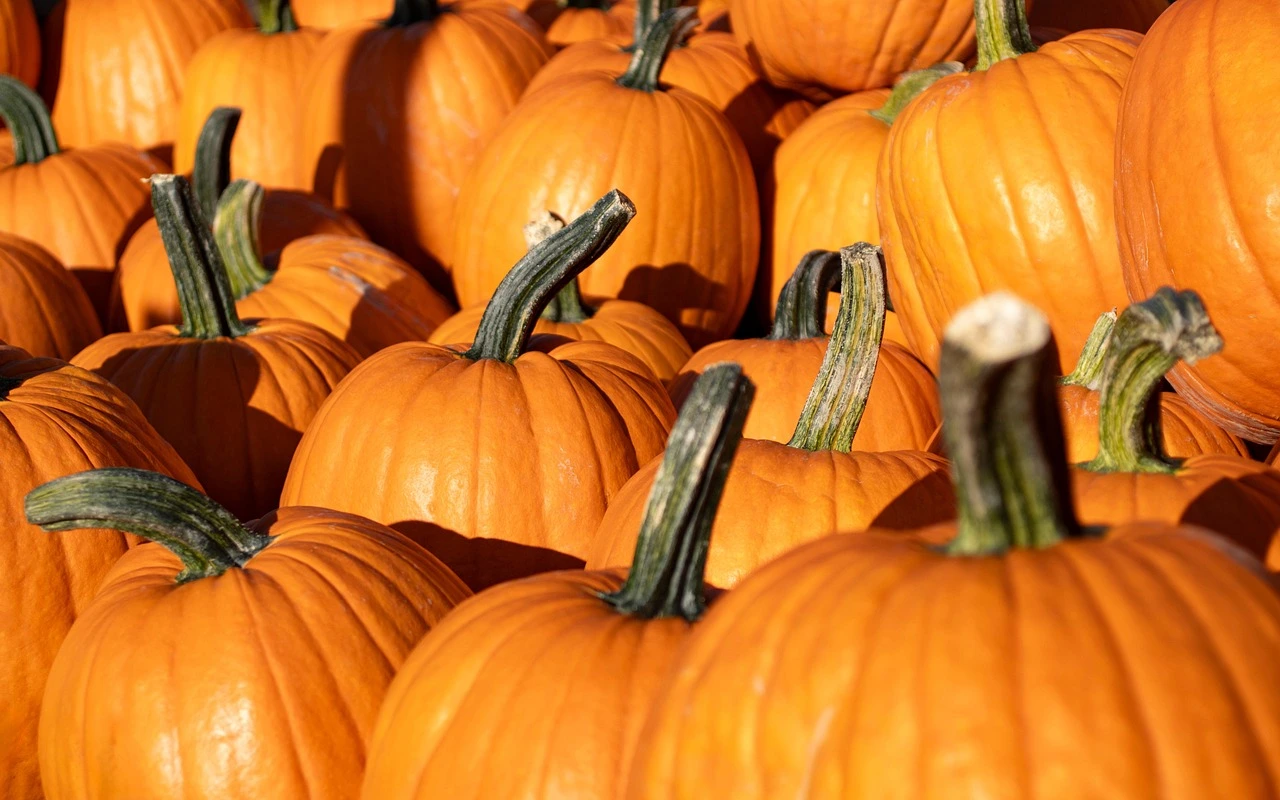 Pumpkins in an Ontario farm field beside tall corn and autumn-coloured trees.