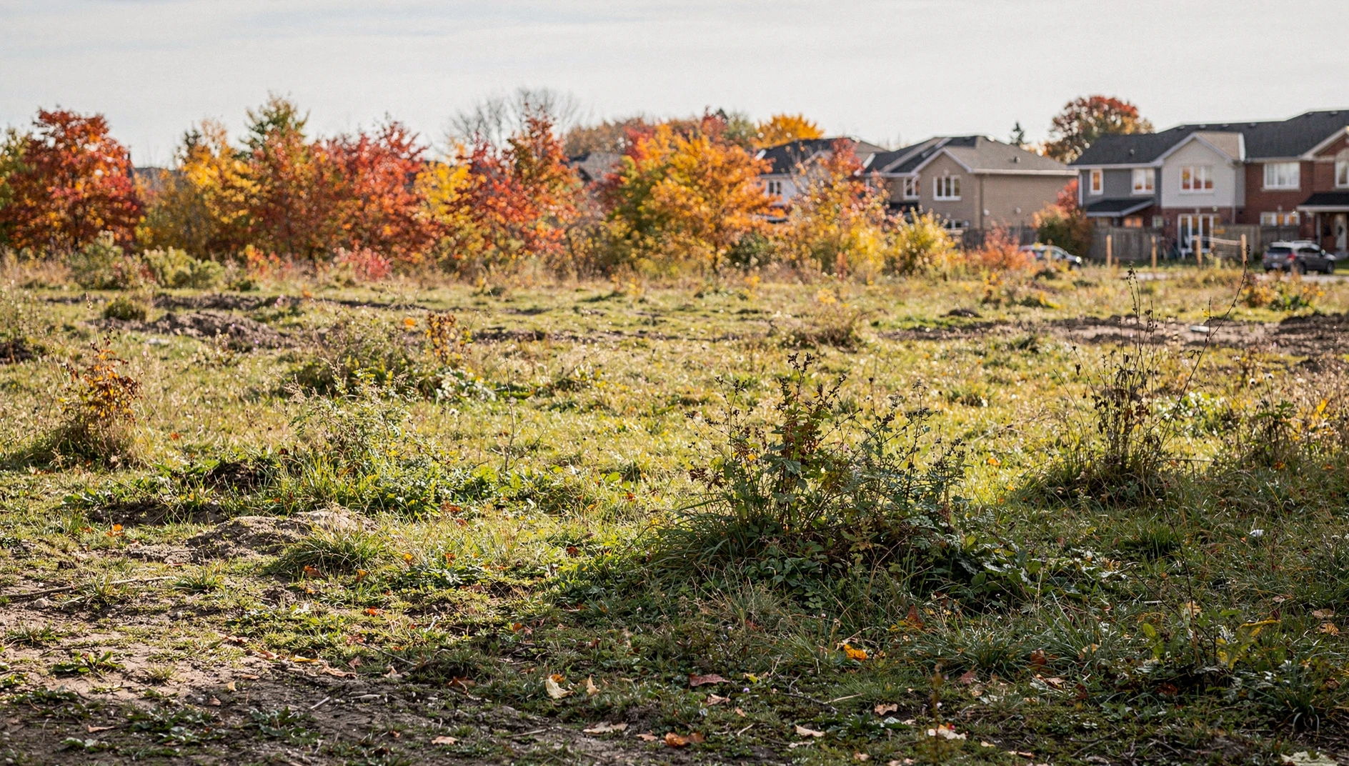 Undeveloped land bordered by autumn trees and distant suburban buildings.