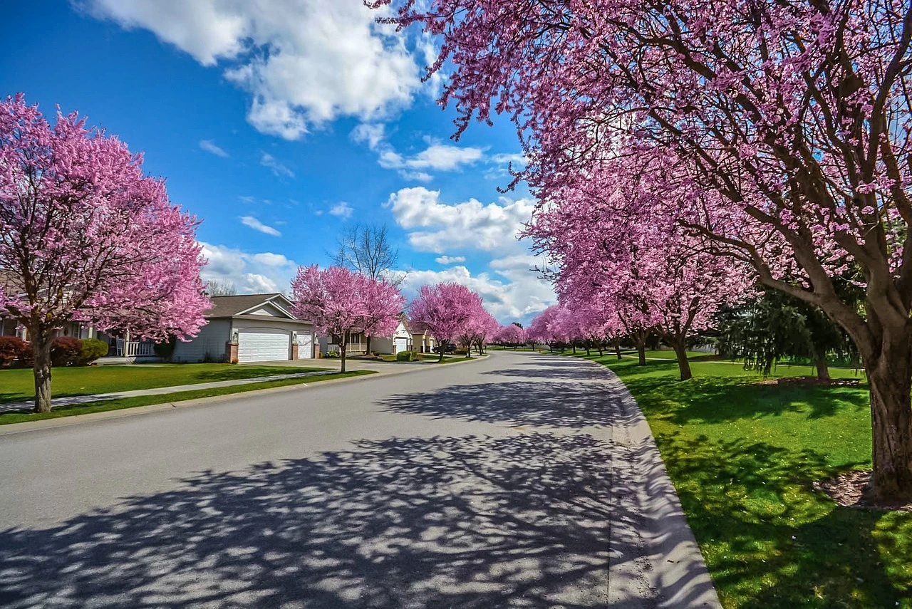 Illustration of a Mississauga residential street with sidewalks, homes and autumn trees.