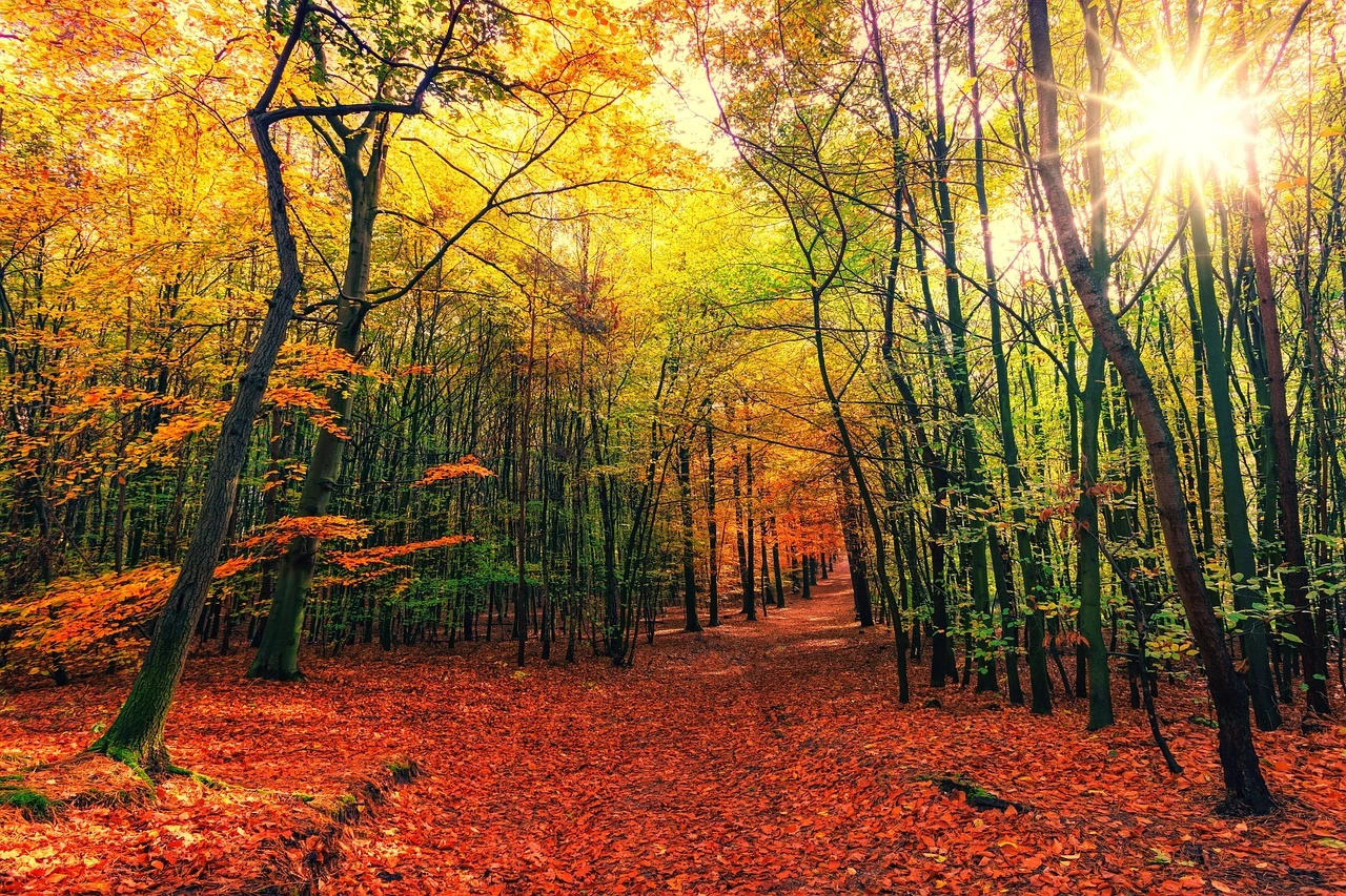 A crushed stone trail winding through a wooded Ontario park in autumn, with a small creek and young plantings nearby.